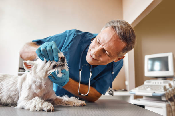 Best Mobile Emergency Dentist in Summit Hill, PA